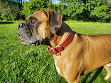 Load image into Gallery viewer, Custom Leather Dog Collar